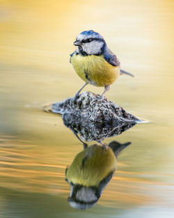 Close-up of bird perching on rock in lake