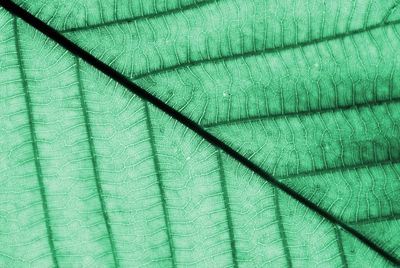 Full frame shot of leaf