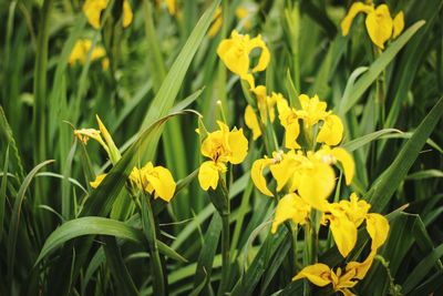 Close-up of yellow flowers blooming in field