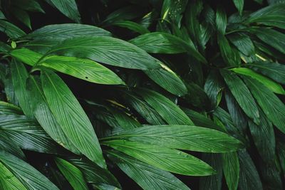 Full frame shot of green leaves