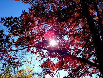 Low angle view of trees against sky during autumn