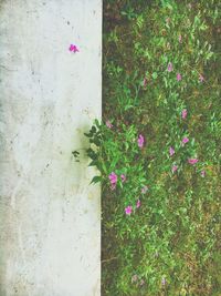 Flowers growing on grass