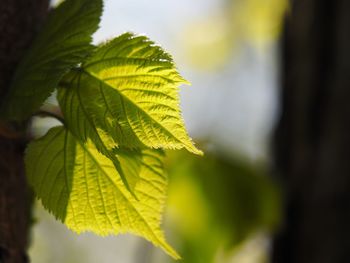 Close-up of leaves