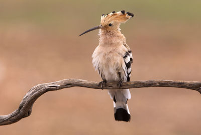 Close-up of bird perching on branch