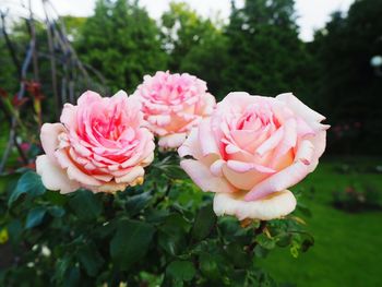 Close-up of pink roses