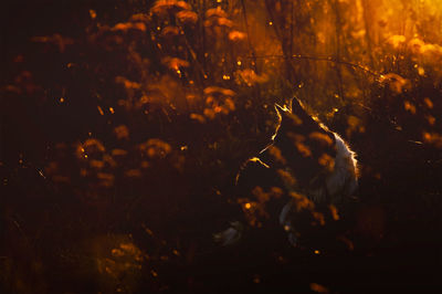 Dog amidst plants during sunset