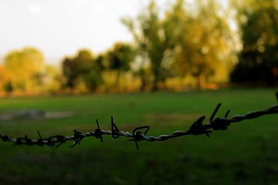 Close-up of barbed wire fence