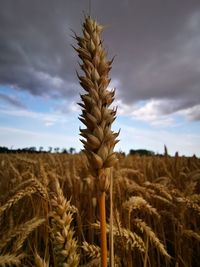 Grain field