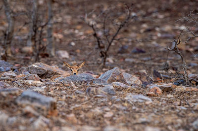 Portrait of a lizard on a field