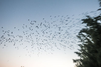 Low angle view of birds flying in sky