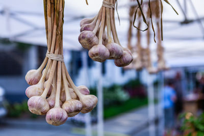 Close-up of garlic hanging for sale in market