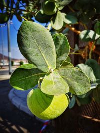 Close-up of fruit growing on tree