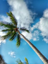 Low angle view of palm trees against cloudy sky