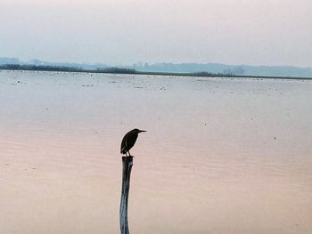 Bird perching on a beach