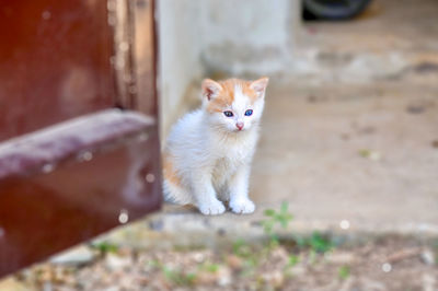 Portrait of cat sitting outdoors