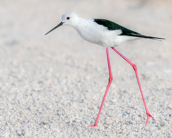 Close-up of bird on sand