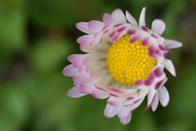 Close-up of pink flower