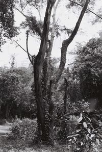 View of trees in forest