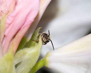 Close-up of insect on flower