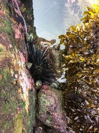 Close-up of crab on rock by sea