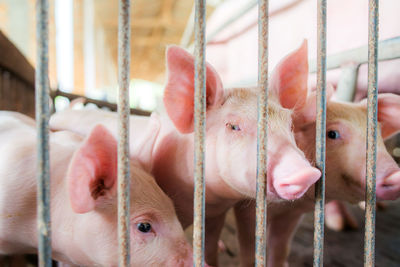 Small pigs at the farm,swine in the stall. meat industry. 