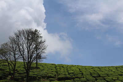 Bare tree on field against sky