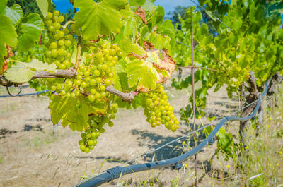 Close-up of grapes growing in vineyard