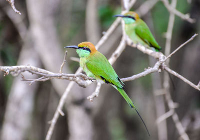 Close-up of bird perching on tree