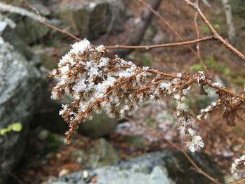 Close-up of frozen flower tree during winter