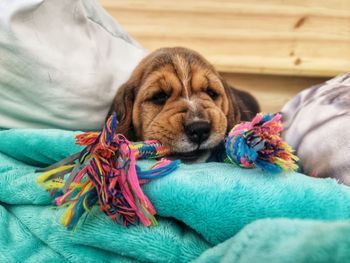 Close-up of puppy sleeping