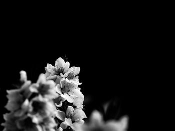 Close-up of fresh flowers blooming against black background