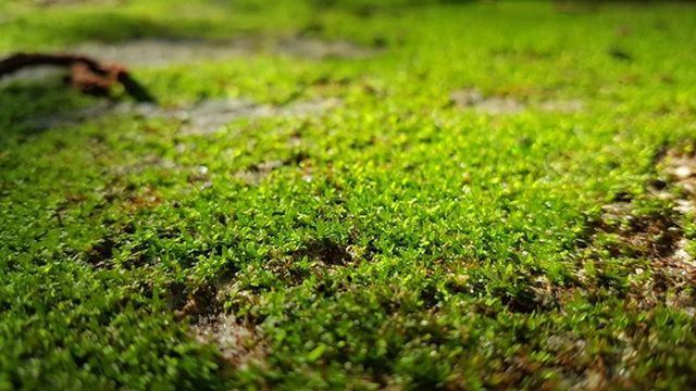 PLANT GROWING ON GRASSY FIELD