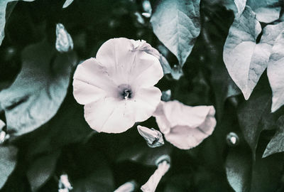 High angle view of white flowering plant