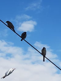 Low angle view of seagulls perching on cable against sky