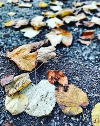 High angle view of dry leaves on field