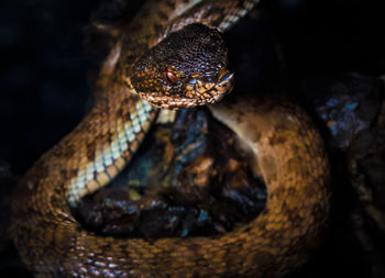 Close-up of an venomous snake captured by phone
