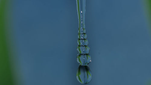 Close-up of water drops on plant