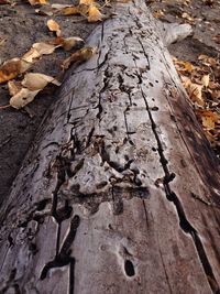 Close-up of tree trunk