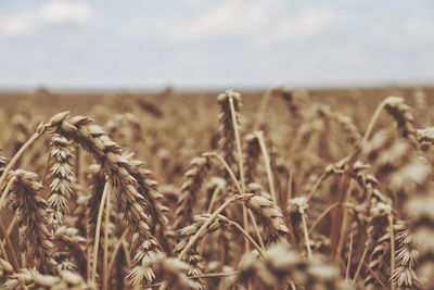 Close-up of wheat growing on field against sky