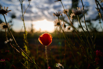 Close-up of red poppy flowers growing on field