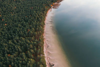 High angle view of trees on land