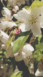 Close-up of white flowers blooming