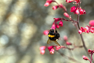 Bee pollinating flower
