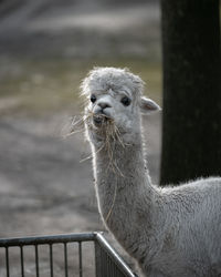 Close-up of a alpaca 