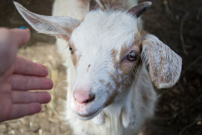 Close-up of hand with goat