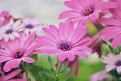 Close-up of purple flowering plants