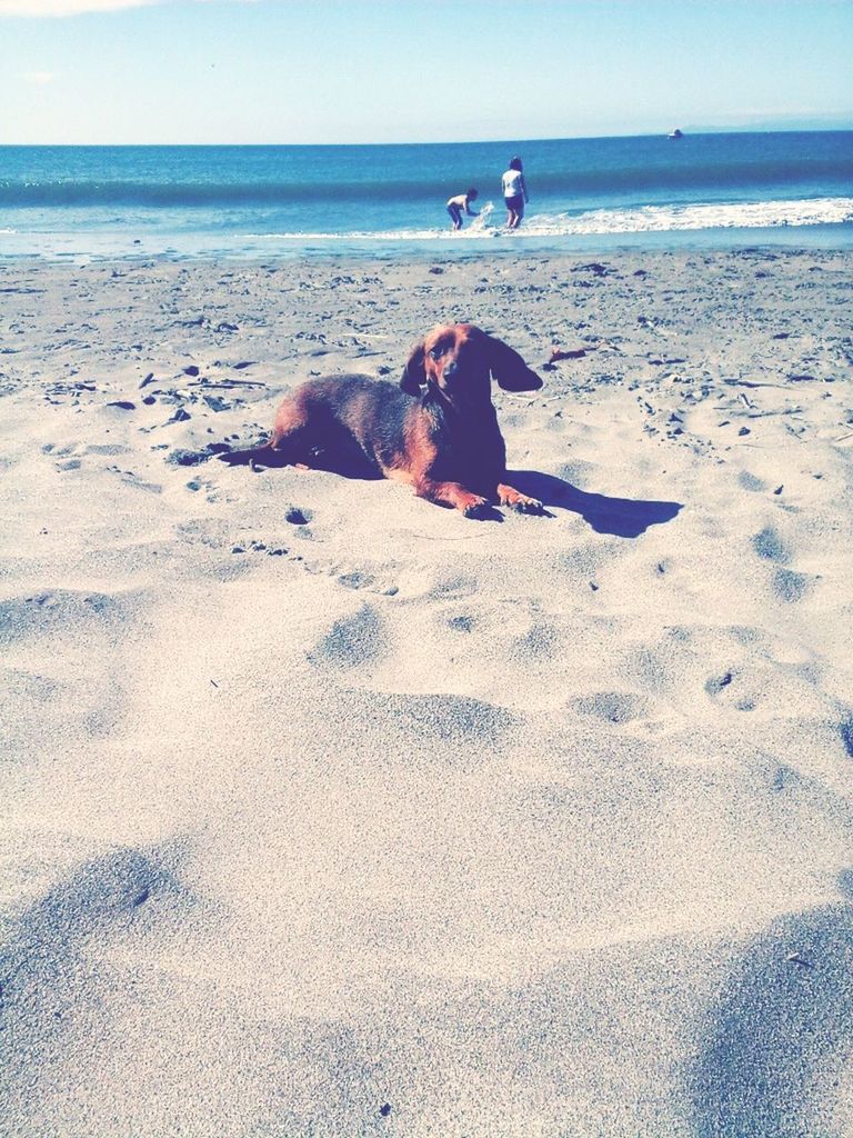 sea, beach, dog, pets, horizon over water, domestic animals, water, shore, sand, mammal, animal themes, one animal, leisure activity, lifestyles, full length, vacations, relaxation, nature