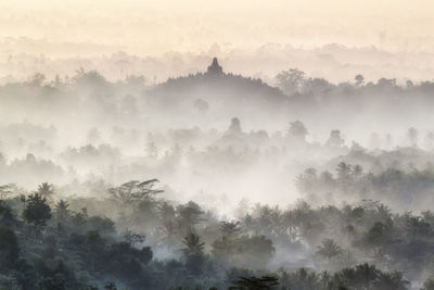 Trees against sky in foggy weather