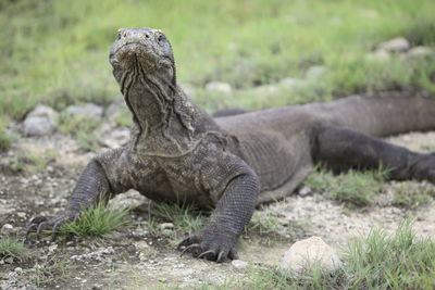 Komodo dragon on field