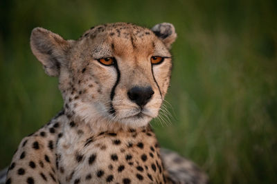 Full length of cheetah on field